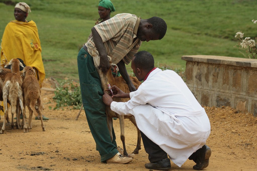 Image de Animaux. Les zoonoses, ces maladies qui passent des animaux à l'homme, suscitent une préoccupation croissante au sein de la communauté scientifique et des autorités sanitaires mondiales. Qu'il s'agisse de pandémies soudaines, telles que le Sras et la grippe aviaire, ou de maladies endémiques comme la rage et la fièvre de Lassa, ces affections présentent des défis uniques pour la santé publique. À travers cette exploration approfondie, nous plongerons dans les aspects complexes des zoonoses, analysant les causes, les vecteurs, les symptômes, et les efforts déployés pour les contrôler. Comprendre les Zoonoses Définition et Classification Pour comprendre les zoonoses, nous commencerons par définir précisément ce terme et explorerons les différentes classifications existantes en fonction de leur transmission, de leur gravité et de leur prévalence. Comprendre la diversité des zoonoses est essentiel pour élaborer des stratégies efficaces de prévention et de contrôle. Origine et Évolution Quelles sont les origines des zoonoses ? Cette section examinera les mécanismes d'émergence de ces maladies, mettant en lumière les facteurs écologiques, génétiques et environnementaux qui contribuent à leur évolution. Comprendre comment ces agents pathogènes passent des animaux aux humains est crucial pour anticiper et prévenir de futures épidémies. Les Principaux Acteurs - Agents Pathogènes et Animaux Réservoirs Agents Pathogènes Causant les Zoonoses Nous passerons en revue certains des agents pathogènes les plus redoutés, tels que les virus Ebola, les bactéries Yersinia pestis (responsables de la peste), et les arénavirus à l'origine de la fièvre de Lassa. Chacun de ces agents pathogènes a des caractéristiques uniques qui influent sur leur transmission et leur impact sur la santé humaine. Animaux Réservoirs et Vecteurs Quels animaux servent de réservoirs pour ces agents pathogènes ? Des chauves-souris aux rongeurs, en passant par les oiseaux et les animaux de ferme, nous explorerons le rôle crucial que jouent ces créatures dans la propagation des zoonoses. Comprendre les interactions entre les animaux réservoirs, les vecteurs et les humains est essentiel pour prévenir la transmission de maladies. Les Zoonoses en Action - Études de Cas Le Sras: Une Pandémie Moderne Le Syndrome Respiratoire Aigu Sévère (Sras) a marqué le début du siècle en déclenchant une pandémie mondiale. Nous reviendrons sur l'épidémie de 2002-2003, examinant ses origines, sa propagation rapide, les mesures prises pour la contenir, et les leçons apprises pour faire face à de futures menaces similaires. Grippe Aviaire: Entre Volailles et Humains La grippe aviaire a soulevé des inquiétudes majeures quant à sa capacité potentielle à provoquer une pandémie. Nous explorerons les différents sous-types viraux impliqués, leurs origines, les mesures de prévention et de contrôle, ainsi que les implications pour la sécurité alimentaire mondiale. Ebola: Les Défis de la Prévention en Afrique L'épidémie d'Ebola en Afrique de l'Ouest entre 2014 et 2016 a mis en lumière les faiblesses des systèmes de santé et la nécessité d'une réponse mondiale coordonnée. Nous analyserons les facteurs qui ont contribué à la propagation rapide du virus, les efforts de réponse internationale, et les progrès dans le développement de vaccins. Prévention et Contrôle Vaccination et Traitements Quelles sont les stratégies de vaccination disponibles pour prévenir les zoonoses ? Nous examinerons les succès et les défis dans le développement de vaccins, ainsi que les traitements actuels pour atténuer les symptômes et réduire la transmission. Surveillance et Alertes Précoces La surveillance est cruciale pour détecter rapidement les épidémies émergentes. Nous explorerons les systèmes de surveillance actuels, les technologies émergentes telles que l'intelligence artificielle, et les efforts internationaux visant à améliorer la détection précoce des zoonoses. Les Enjeux Éthiques et Sociaux Impact sur les Communautés Les zoonoses ont un impact profond sur les communautés touchées. Cette section examinera les conséquences socio-économiques, les perturbations des systèmes de santé locaux et les défis auxquels sont confrontés les habitants des régions touchées. Questions Éthiques dans la Recherche La recherche sur les zoonoses soulève des questions éthiques, de la manipulation génétique à la collecte d'échantillons. Comment équilibrer l'urgence de comprendre ces maladies avec les préoccupations éthiques entourant la recherche sur les agents pathogènes potentiellement dangereux ? À mesure que nous plongeons plus profondément dans l'univers complexe des zoonoses, il est clair que ces maladies posent des défis multidimensionnels. Des efforts internationaux coordonnés, des avancées scientifiques et des réponses rapides sont nécessaires pour prévenir et contrôler ces menaces pour la santé mondiale. Alors que nous faisons face à un avenir où l'émergence de nouvelles zoonoses reste une possibilité, une question persiste : sommes-nous prêts à relever ces défis complexes pour garantir la sécurité de notre planète et de ses habitants ? Quelles initiatives pouvons-nous mettre en place au niveau mondial pour renforcer la préparation et la réponse aux futures émergences de zoonoses, tout en tenant compte des dimensions éthiques et sociales de ces défis ?